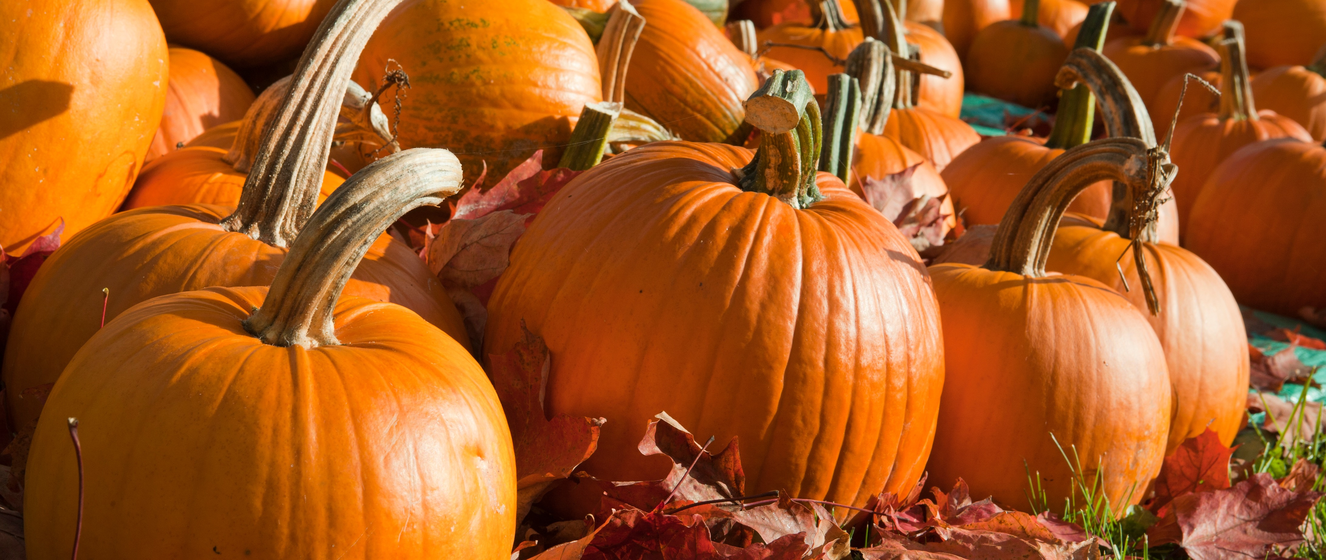 Five Pumpkin Facts